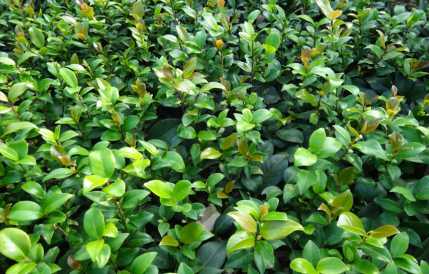 陜西茶花釀