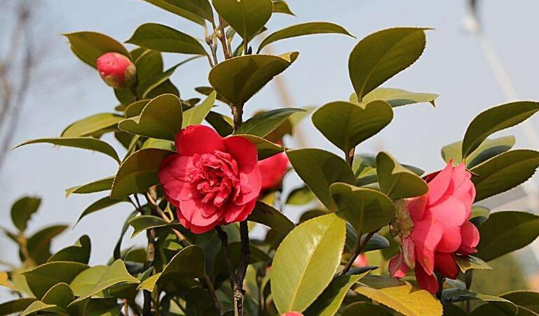 陜西茶花釀