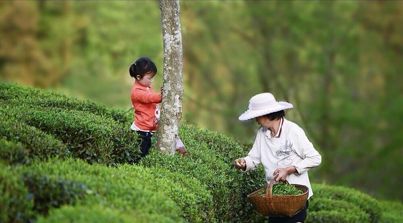 陜西茶花釀