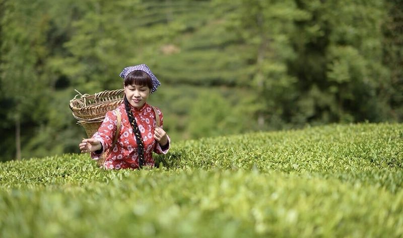 陜西茶酒