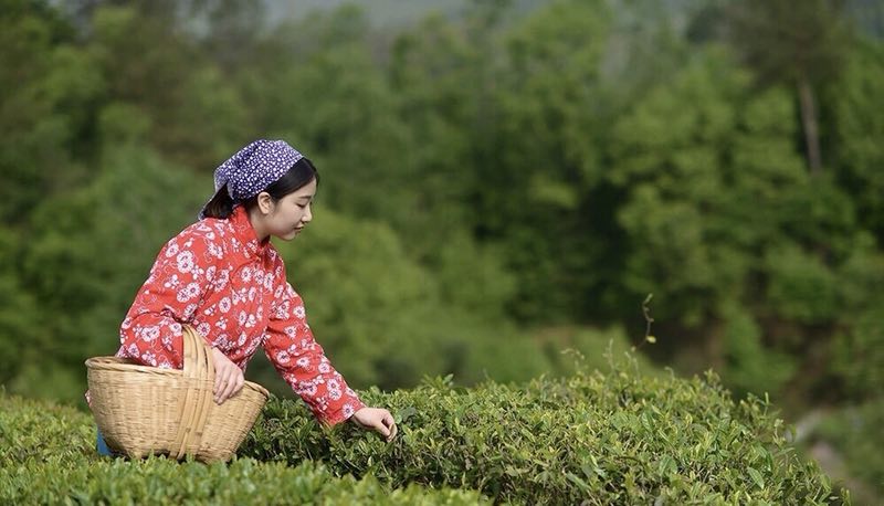 陜西茶酒生產(chǎn)